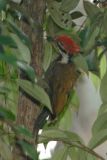 Woodpecker, Olive-backed (male)