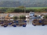 FishFarming3.jpg