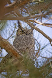 Great Horned Owl