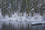 Moss and Snow... a Good Combo