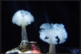 IMGP2789_1.jpg