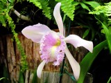 Orchids2013 007.jpg