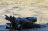 frosty driftwood