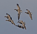 Brent Goose (Branta bernicla)