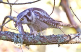 Hawk Owl (Surnia ulula)