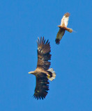 White-tailed Eagle (Haliaeetus albicilla) and Marsh Harrier (Circus aeruginosus)