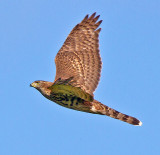 Goshawk (Accipiter gentilis)