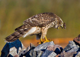 Goshawk (Accipiter gentilis)