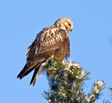 Rough-legged Buzzard (Buteo lagopus) 