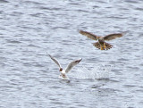 Goshawk (Accipiter gentilis) and Black-headed Gull (Larus ridibundus)