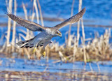 Goshawk (Accipiter gentilis)