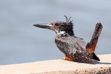 Giant Kingfisher