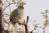 African green pigeon