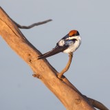 Wire-tailed swallow 