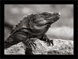 Del Rey Iguana One (BW)