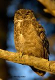 great-horned owl3