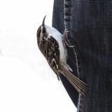 Tree Creeper (long-toed)