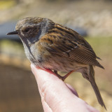 Tree Sparrow
