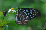 Ideopsis similis DSC_2065