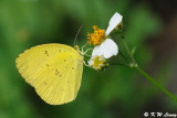 Eurema hecabew DSC_2200