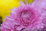 Chrysanthemum DSC_4679