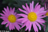 Chrysanthemum DSC_4644