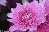 Chrysanthemum DSC_4665