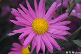Chrysanthemum DSC_4643