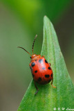 Lady Beetle DSC_7584