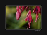 Red and purple flowers (Fuschias)