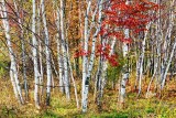 Autumn Birches 29873