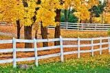 Autumn Fence 20121021