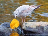 Gull With Autumn Leaf 28348