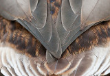 Duck Feathers 28332