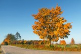 Autumn Tree 29833