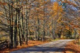 Autumn Back Road 29870