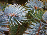 Wet Pine Needles 20121217