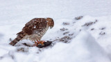 Hawk With A Kill 20121223