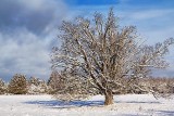 Winter Tree 20121225