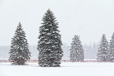 Pines In Snowstorm 32566