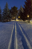 Snowmobile Tracks At Dawn 20130111