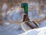 Winter Duck 28497