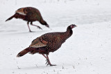 Winter Wild Turkeys 28531