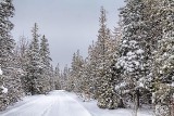 Marlborough Forest Snowscape 33220