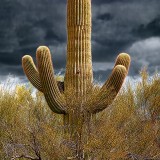 Saguaro 87265