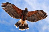 Harris's Hawk In Flight 75205