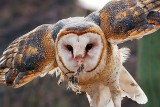 Barn Owl With Lunch 74741