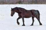 Horse In Snow 34174