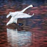 Incoming Swan 20130326