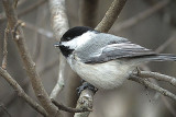 Black-capped Chickadee DSCF00223